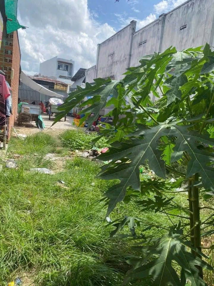 Mảnh đất vàng gần Toà Thánh, chợ Long Hoa - Nơi an cư lý tưởng