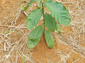 Bán gấp 1,7 ha đất nông nghiệp Đắk Hà, Kon Tum, trồng cà phê, cau, sầu riêng