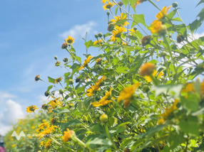 7m bê tông Tân Hội - Lâm đồng cần bán nhanh