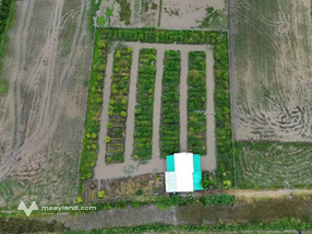 Bán 2000m2 đất trồng cây lâu năm mặt tiền 40m, Vĩnh Long