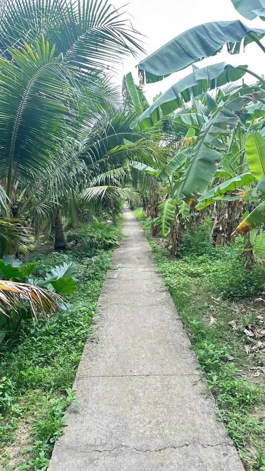 Khám phá mảnh đất vườn dừa xanh mướt tại Phú Hưng