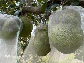 Bán Trang trại, khu nghỉ dưỡng tại Đường DH507, Xã An Thánh Dương, 17 tỷ, 17000m2 giá ưu đãi uy tín