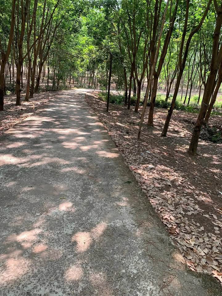 Miền đất vàng cao su, 1 hecta mặt tiền rộng, vượng khí