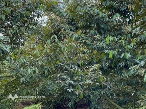 Bán gấp 2,43 ha sầu riêng trĩu quả, view triệu đô, thu nhập ổn định