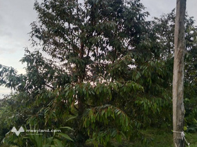 Đất rẫy sầu riêng bội thu, giá hời đây