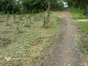 Bán đất vườn 2.949m2 ngang 75m tại Ngã Bát, Lấp Vò, Đồng Tháp - Giá 650 triệu