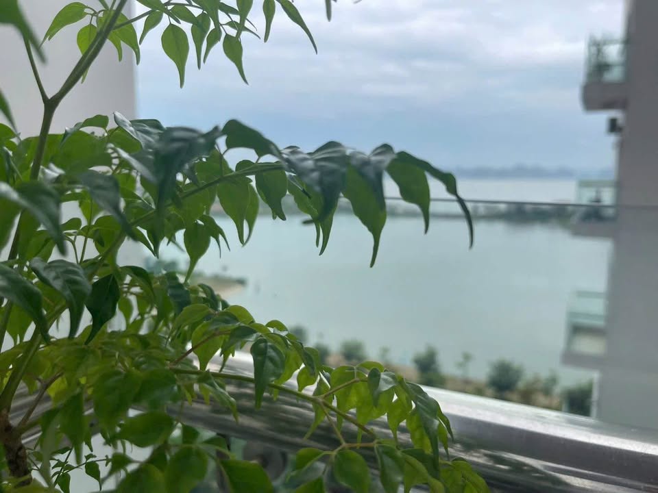 Căn hộ view biển Hạ Long, 3 ngủ 96m2, sổ đỏ vĩnh viễn, giá hời