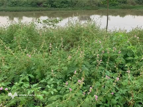 Đất vàng Kim Bảng, 96m2, mặt tiền 6m, hướng nam