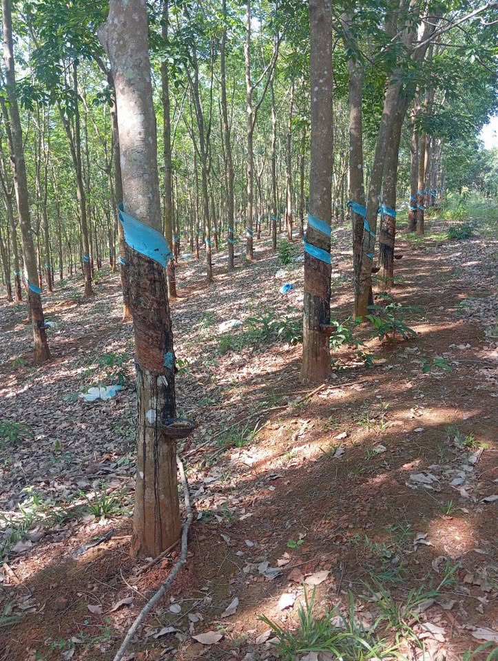 Đất đỏ au gần 2ha, mặt tiền bê tông 100m - Cơ hội đầu tư sinh lời