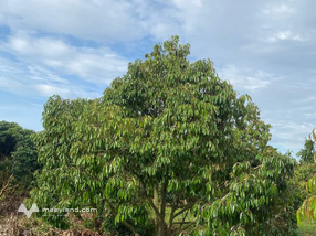 Bán đất Đắk Lắk 1.3 hecta mặt tiền 80m, vườn sầu riêng thu nhập ổn định