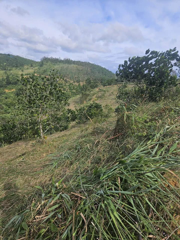 Điền viên Đắk Nông xưa, 2ha đất vườn, gần chợ Đắk Ha, giá 1.6 tỷ