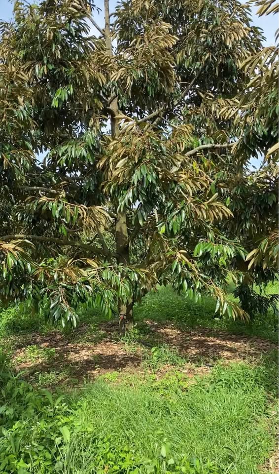 Siêu phẩm đất vườn Eadah, Phú Xuân sẵn sàng chờ chủ mới