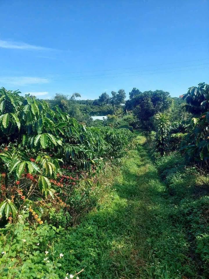 Vườn cafe xịn sò, giá hời, chốt đơn liền tay