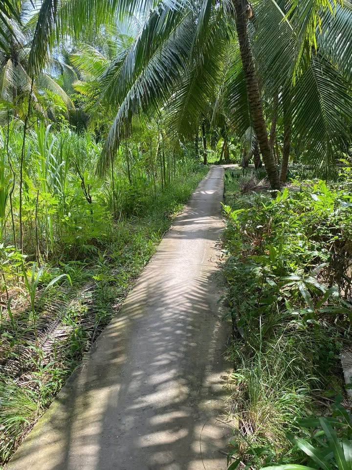 Siêu phẩm đất nền tại Tân Bình, Bến Tre với diện tích lên đến 1000m2, trong đó có 300m2 thổ cư đã được công nhận