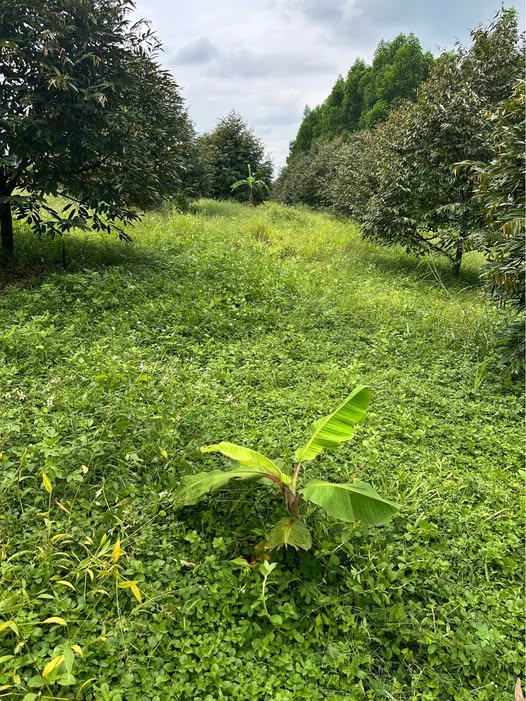 Bán đất vườn sầu riêng 2.2 sào tại Dầu Giây, Đồng Nai - Giá tốt