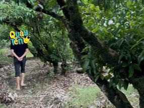 Bán gần 4000m2 vườn vải An Lương, Thanh Hà, Hải Dương, mặt đường bê tông, sổ đỏ, giá rẻ