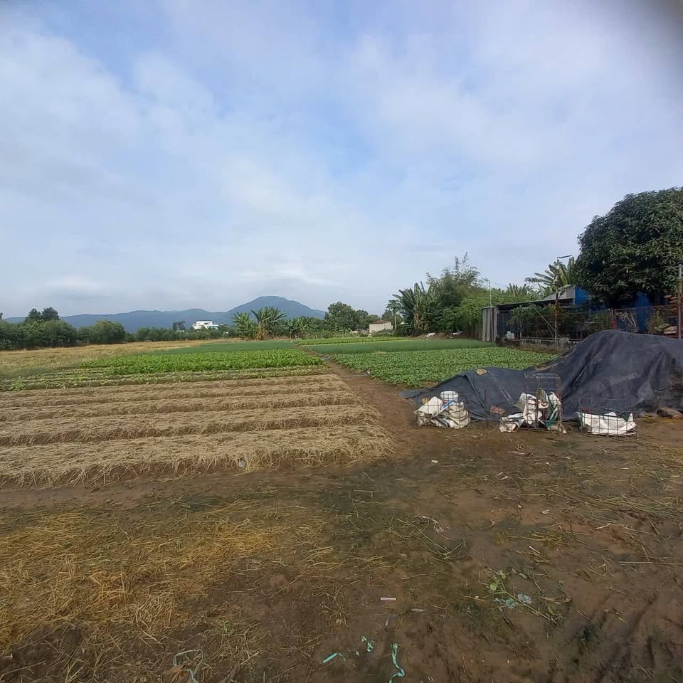 Đất vườn xịn sò Hòa Long, Bà Rịa - Vũng Tàu, 2060m2, giá 6,5 tỷ