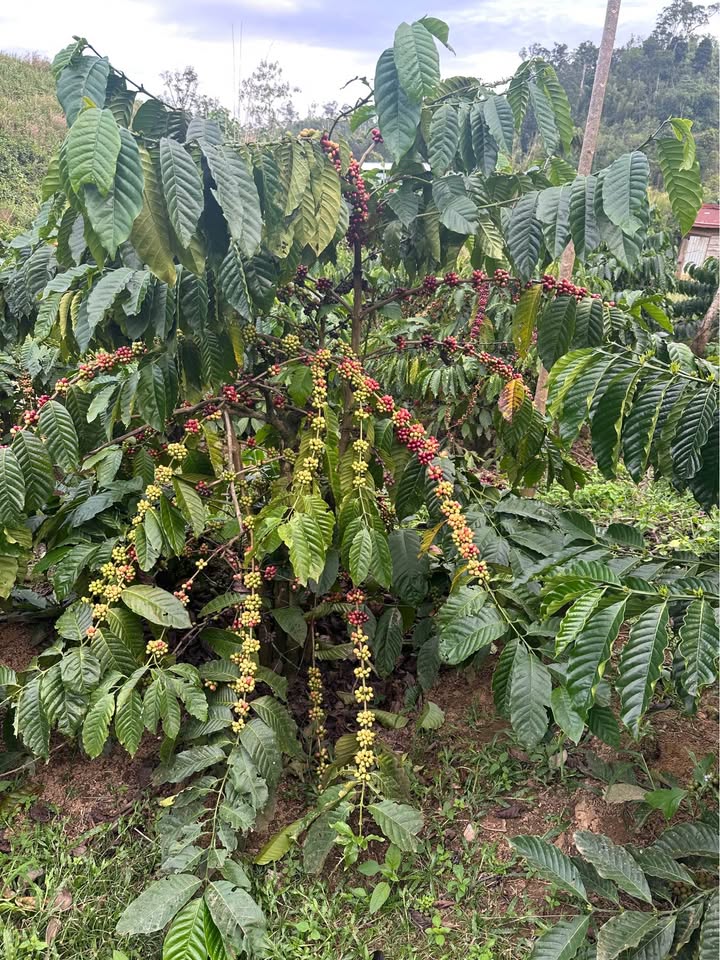 Đất view suối, 3ha cà phê, tiêu xanh mướt, sẵn sàng hốt bạc tỷ