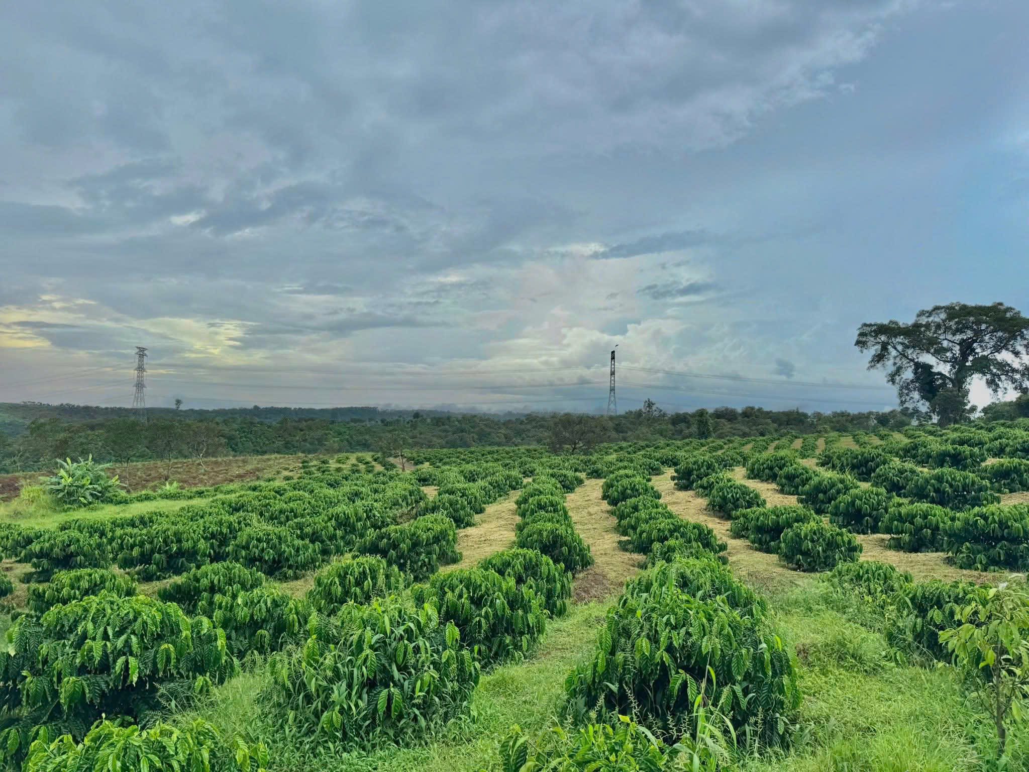 Bán gấp 10 hecta đất nông nghiệp tại Đắk Rlấp, Đắk Nông, cách Quốc lộ 14 chỉ 5km