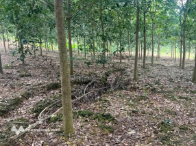 Cao su xanh mơn mởn 2ha đất vàng Tân Phước