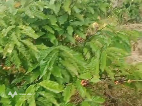 Bán 500 Cây Cà Phê Đẹp Tại Đăk Ruồng, Kon Rẫy, Kon Tum