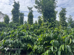 Miền Đất Đỏ Bazan trang trại Cà phê, Tiêu trù phú tại Đắk Song