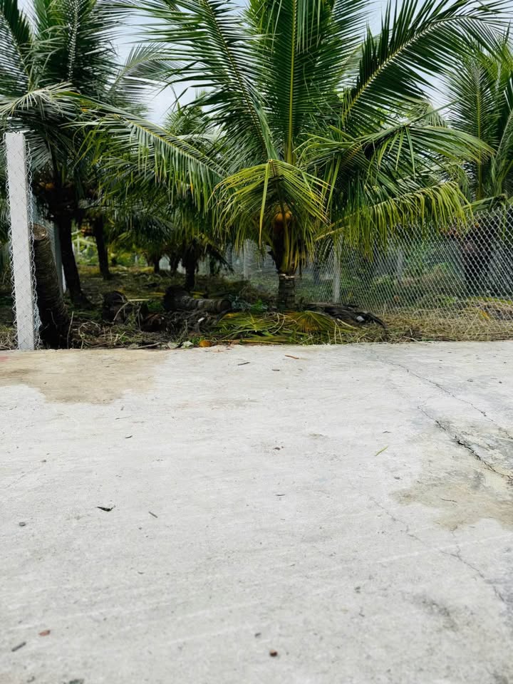 Bán nền đất biệt thự mini tại Phú Tân, Bến Tre, chỉ cách hẻm sân bia 100m