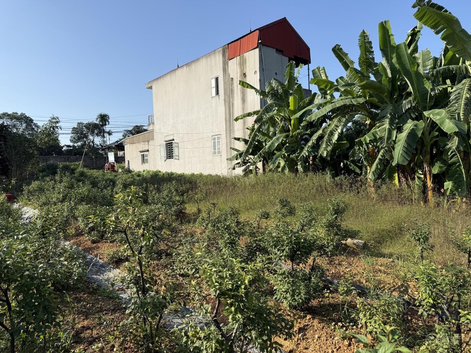 Bán đất mặt đường lớn - thôn An Hòa, Xã Suối Hai, Tp. Hà Nội 539,1m2 đất thổ 100m2