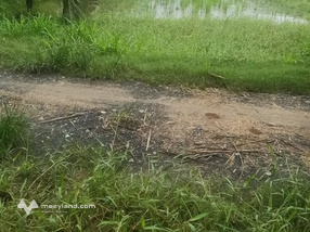 Đất ruộng Mỹ Nhơn, Ba Tri siêu hot, đầu tư sinh lời ngay