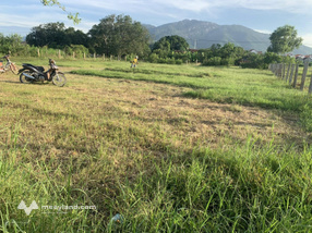 Bán đất trồng cây hằng năm - sau hội trường Ninh Thọ (TX.Ninh Hòa - Khánh Hòa)