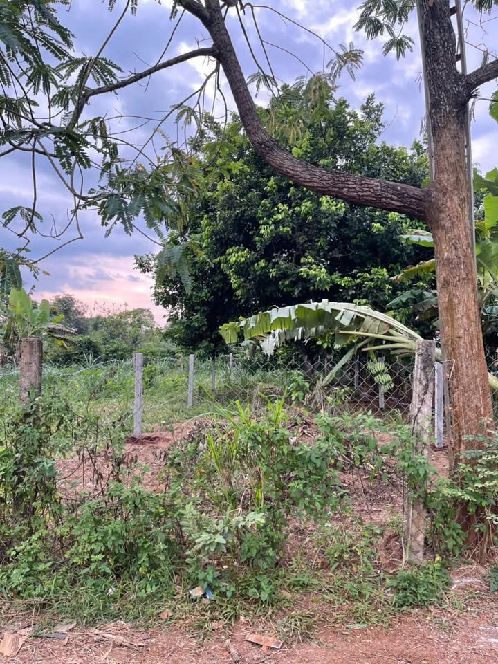 Bán 2 lô đất liền kề tại hẻm cấp 1, đường nhựa, phường Hòa Khánh