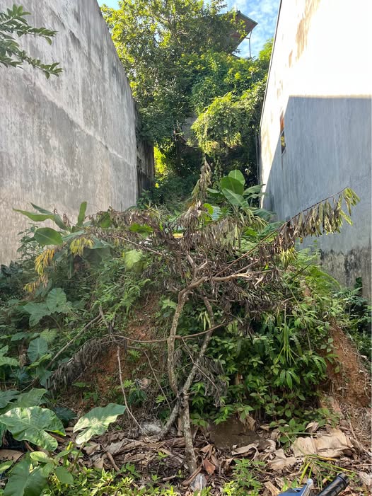 Đất Ngọc Xuân xây nhà an cư, đầu tư phát lộc, ô tô tận cửa