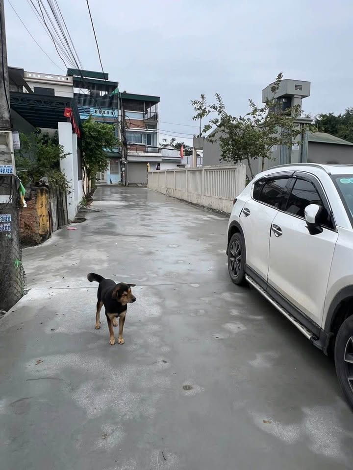 Siêu phẩm đất tặng nhà cấp 4 Đông Hương, ô tô tránh, giá chỉ 2 tỷ