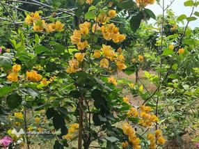 Chỉ với 11,5 tỷ có ngay nhà vườn nghỉ dưỡng 1024m2 đường xe tải sổ hồng riêng tại thành phố HCM