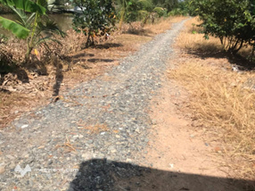 Đất vàng Long An 22 ha lúa bội thu, giá thương lượng