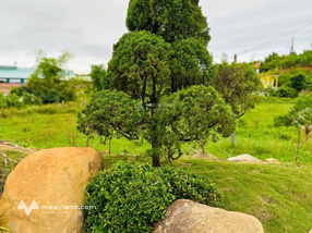 Bán biệt thự nhà vườn phường Hoành Bồ (Hạ Long) Quảng Ninh giá rẻ đẹp nhất