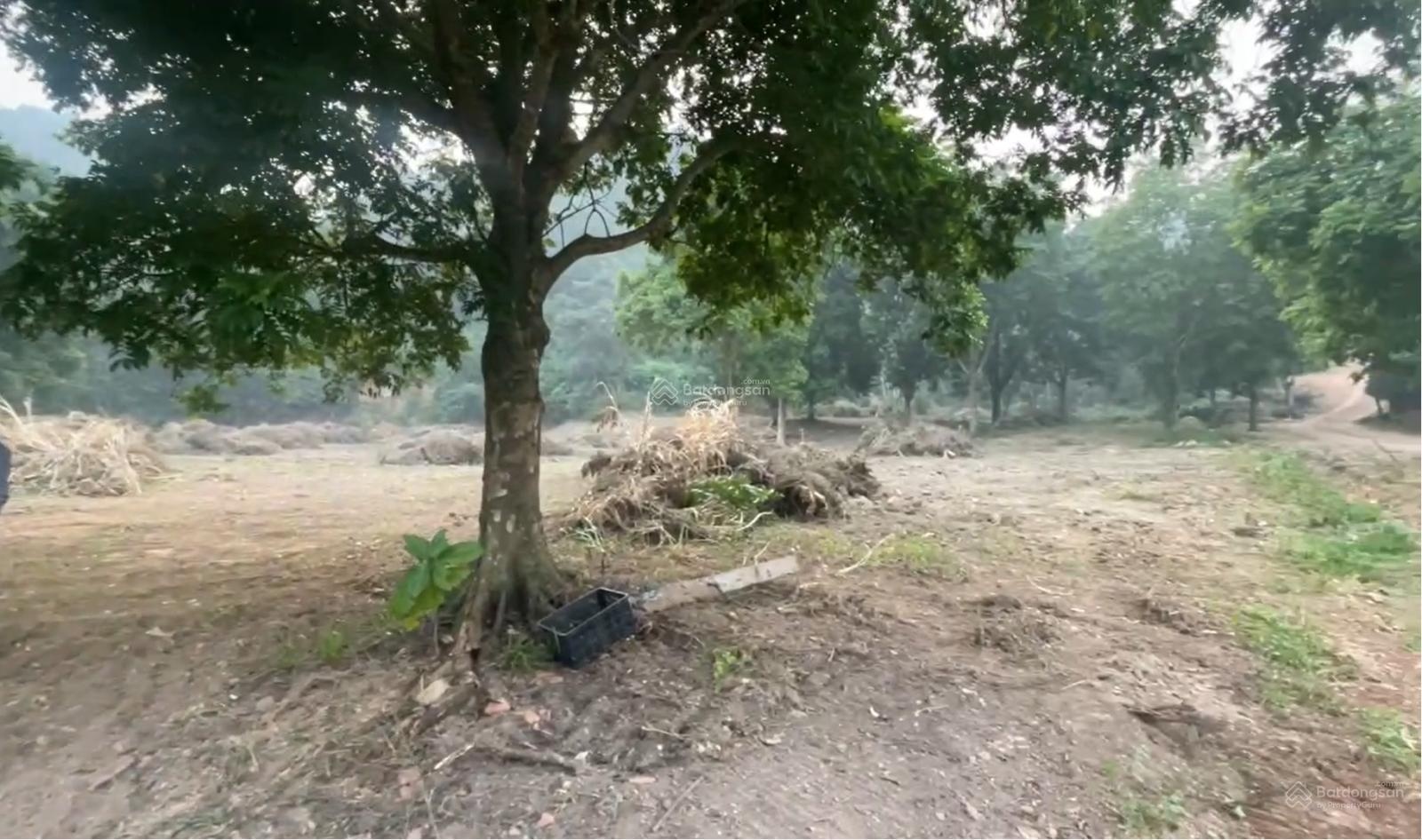 Bán 1ha đất Đồng Đò Sóc Sơn | Vị trí đẹp Có ao sẵn Xây dựng ngay có bán lẻ từng ô