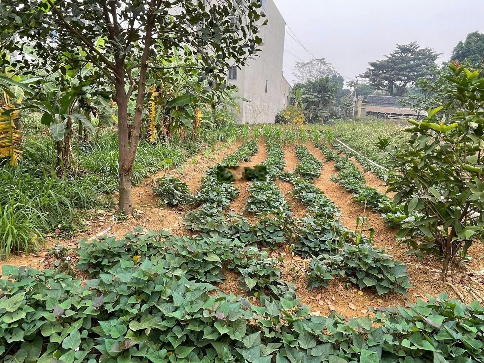 Chính chủ bán đất Đông Yên, Quốc Oai thổ cư view đường tỉnh lộ DT 167 m2 giá rẻ chỉ 1.x tỷ