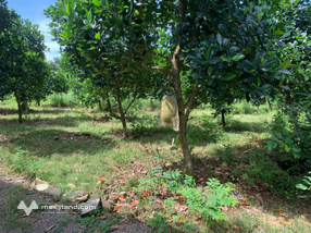 Chính chủ bán đất CLN (có nhà mới xây năm 2020) và chuồng trại rộng 6127m2 chỉ hơn 7 tỷ đồng