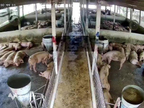 Cần bán gấp trang trại nuôi heo