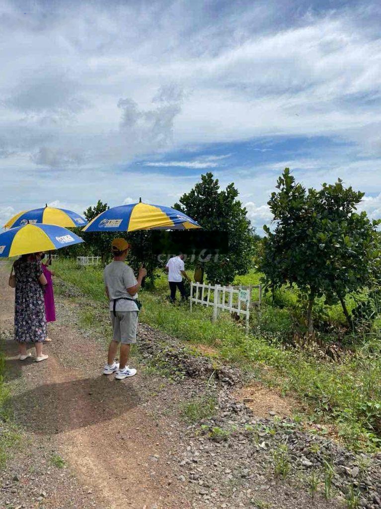Sở hữu đất vườn có sẵn cây ăn trái 1000m² chỉ 6xx gần kcn định quán, view hồ trị an