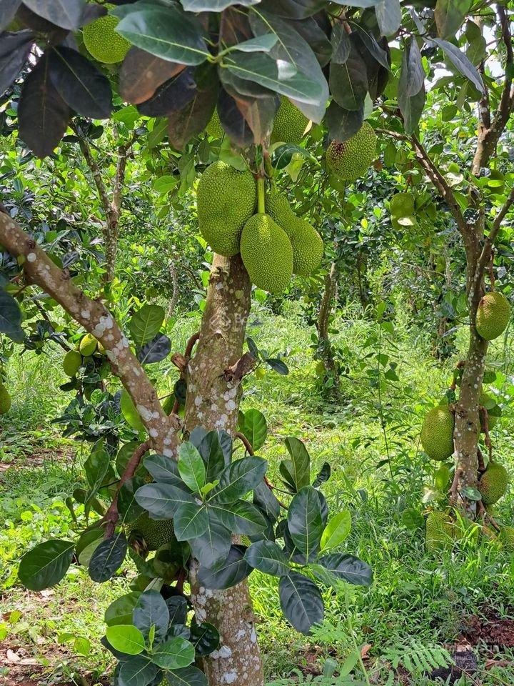 Bán gấp mảnh đất vườn trái cây cổ thụ lâu năm - không gian sống xanh yên bình chỉ 990tr