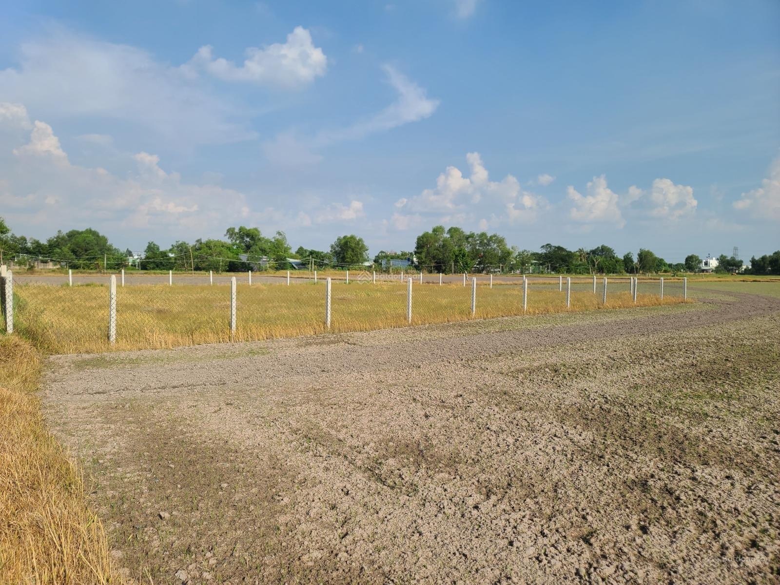 Cần bán đất lúa, đã rào chắn vuông vức, khu dân dư đang phát triển