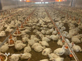 Bán trang trại gà công nghiệp tại Thạch Thành Thanh Hóa