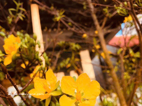 Cho thuê nhà ở dài hạn, homestay cao cấp giá rẻ, có đầy đủ tiện nghi, nhà bếp