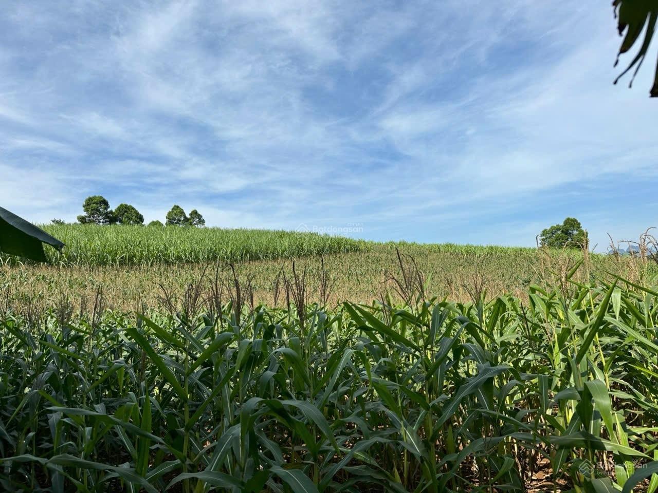 Chính chủ bán đất nghỉ dưỡng đầu tư cao phong, hòa bình - thế đất đẹp, 2 mặt đường, gần hồ