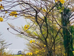 Bán đất nền đấu giá bt 250m2 trong flamingo đại lải, không phải xây. giá chỉ 34tr/m2.lh:0988970692