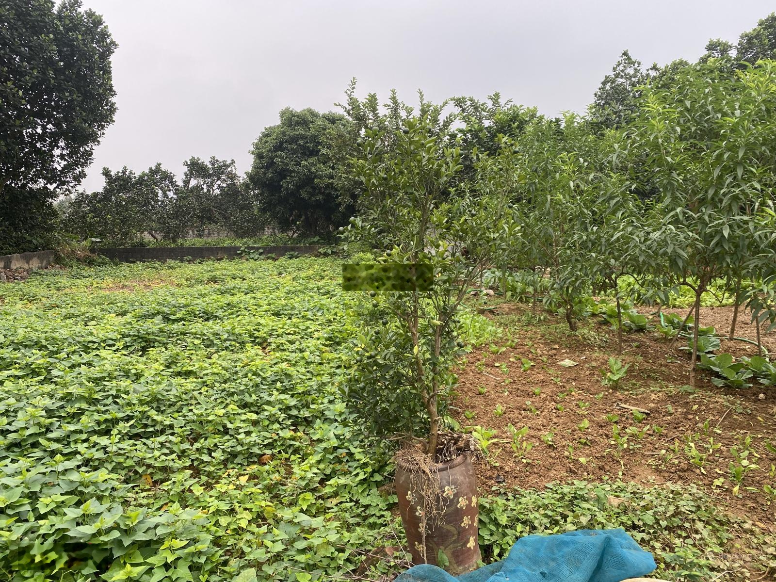 Bán đất nghỉ dưỡng lô góc tuyến 2 đường tỉnh 87. dt 404m 2,7tỷ. 0963699191