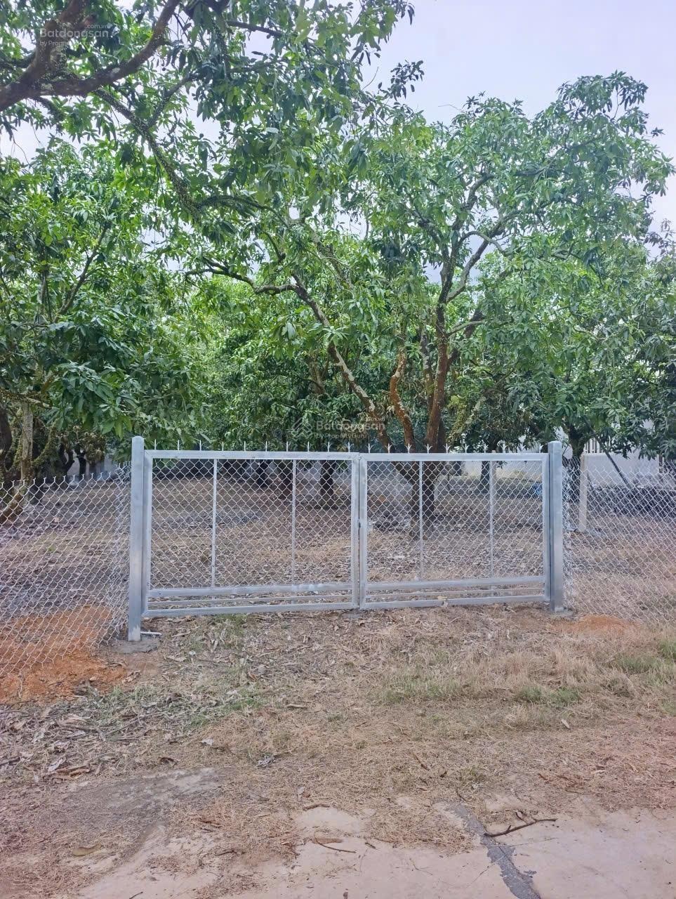 Bán đất vườn xoài có sẵn 136m thổ cư, nhà cấp 4, đường bêtông ôtô, tặng cổng hàng rào