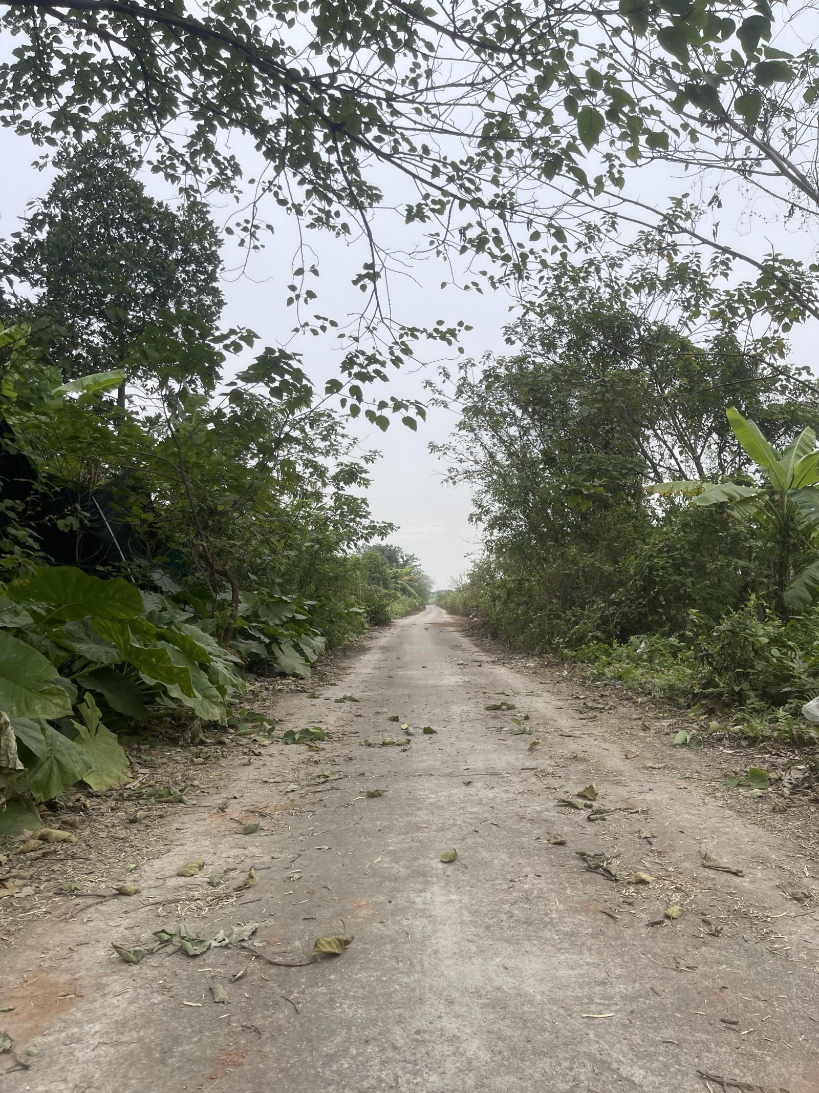 Bán đất Tây Làng Yên Mỹ gần hồ câu 505m2 giá nhỉnh nhẹ 5triệu/m2, đường rộng 4m vườn cực chill